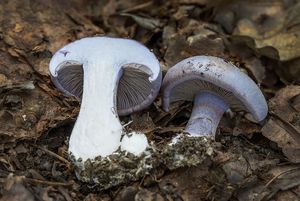 Pavučinec modrý - Cortinarius caerulescens (Schaeff.) Fr.