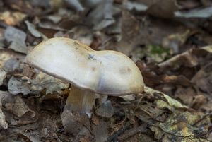 Pavučinec modrý - Cortinarius caerulescens (Schaeff.) Fr.