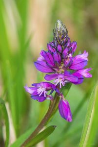 Vítod chocholatý (Polygala comosa)