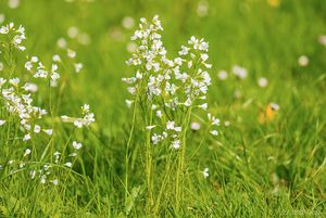 Řeřišnice luční (Cardamine pratensis)