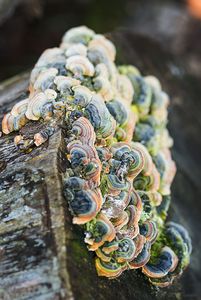 Outkovka pestrá - Trametes versicolor (L.) Lloyd 1921