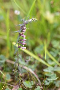 Zdravínek pozdní (Odontites vulgaris Moench)