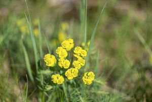 Pryšec chvojka (Euphorbia cyparissias)