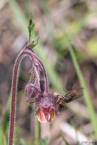 Kuklík potoční (Geum rivale)