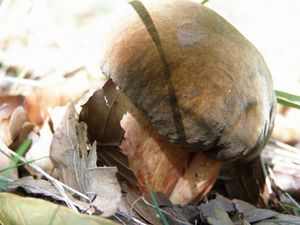 Klikni pro velký obrázek