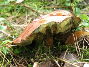 Klikni pro velký obrázek