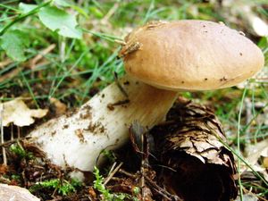 Klikni pro velký obrázek