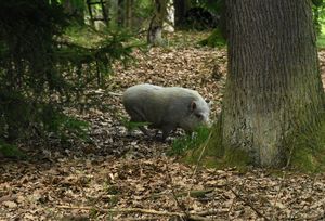 Klikni pro velký obrázek