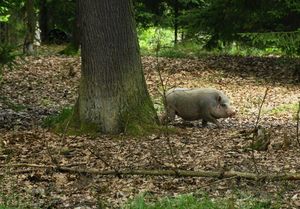 Klikni pro velký obrázek