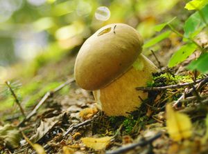 Klikni pro velký obrázek