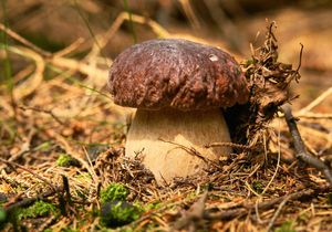 Klikni pro velký obrázek