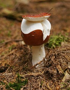 Klikni pro velký obrázek