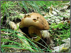 Klikni pro velký obrázek