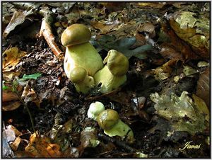 Klikni pro velký obrázek