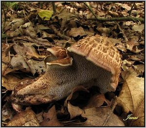 Klikni pro velký obrázek