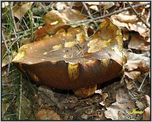 Klikni pro velký obrázek