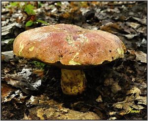 Klikni pro velký obrázek