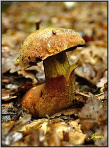 Klikni pro velký obrázek