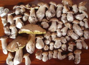 Klikni pro velký obrázek