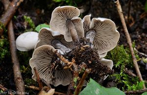 Penízovka škodlivá - Tephrocybe mephitica (Fr.) M.M. Moser 1967