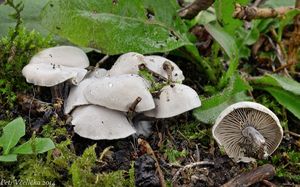 Penízovka škodlivá - Tephrocybe mephitica (Fr.) M.M. Moser 1967