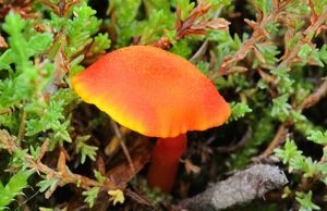 Voskovka krvavá - Hygrocybe miniata (Fr.) P.Kumm.