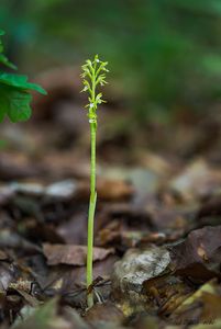 Korálice trojklanná (Corallorhiza trifida)