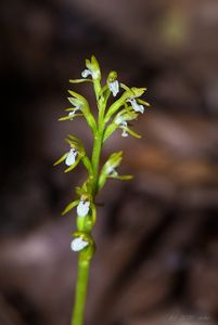 Korálice trojklanná (Corallorhiza trifida)