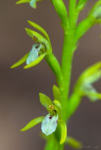 Korálice trojklanná (Corallorhiza trifida)