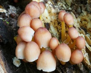 Helmovka žlutonohá (Mycena renati)