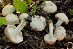 Klikni pro velký obrázek