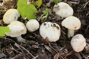 Klikni pro velký obrázek