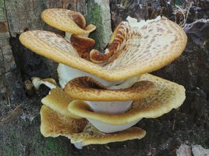 Klikni pro velký obrázek