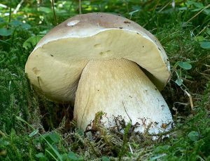 Klikni pro velký obrázek