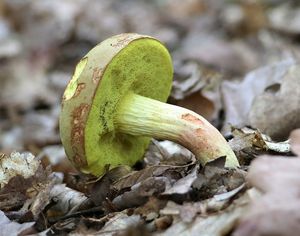 Klikni pro velký obrázek