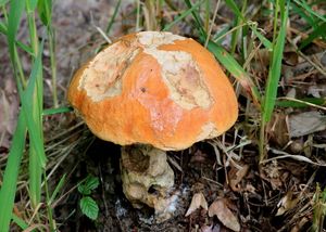 Klikni pro velký obrázek