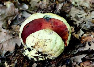 Klikni pro velký obrázek