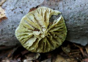 Klikni pro velký obrázek