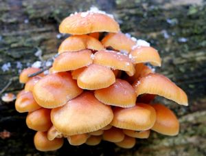 Klikni pro velký obrázek