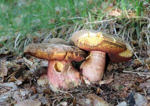 Klikni pro velký obrázek