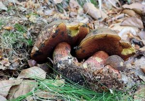 Klikni pro velký obrázek