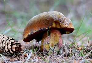 Klikni pro velký obrázek