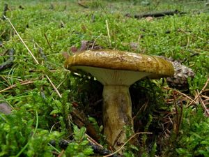 Klikni pro velký obrázek