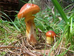 Klikni pro velký obrázek