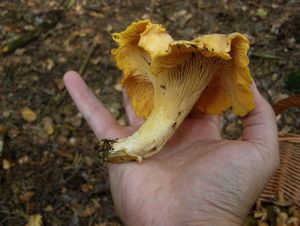 Klikni pro velký obrázek