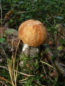 Klikni pro velký obrázek