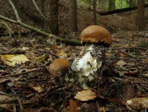 Klikni pro velký obrázek