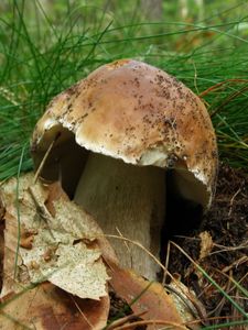 Klikni pro velký obrázek