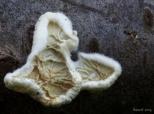 Klikni pro velký obrázek