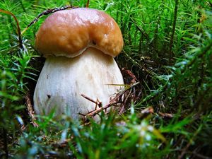 Klikni pro velký obrázek